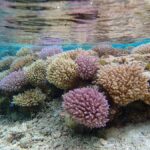 Arrecife de coral en el Atolón Rose