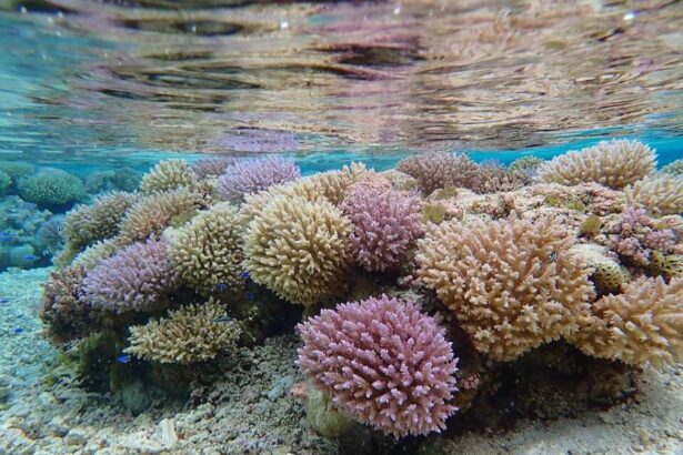 Arrecife de coral en el Atolón Rose