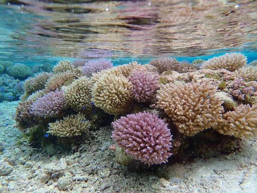 Arrecife de coral en el Atolón Rose
