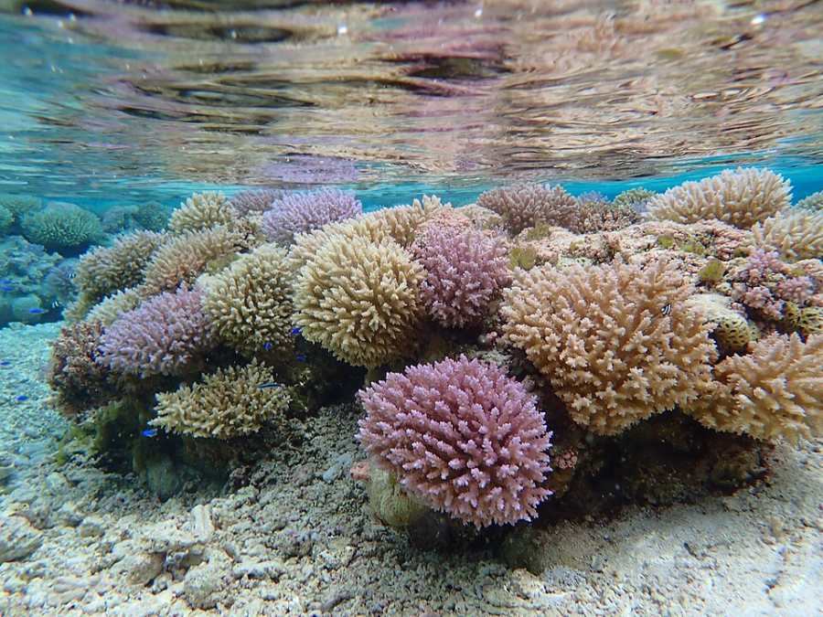 Arrecife de coral en el Atolón Rose
