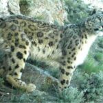 Leopardo de las nieves en Afganistán
