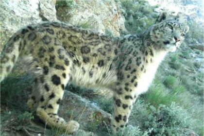 Leopardo de las nieves en Afganistán