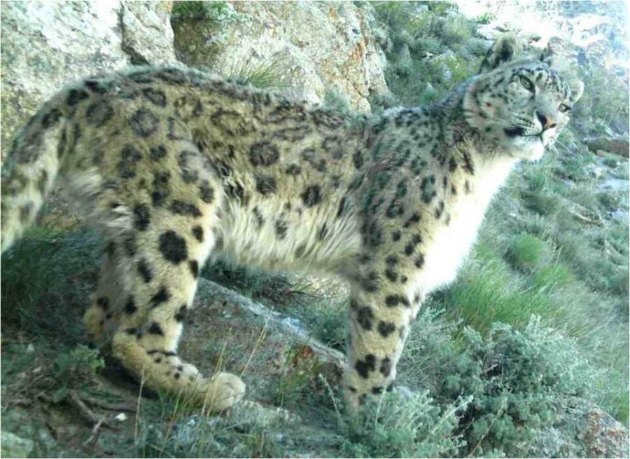Leopardo de las nieves en Afganistán
