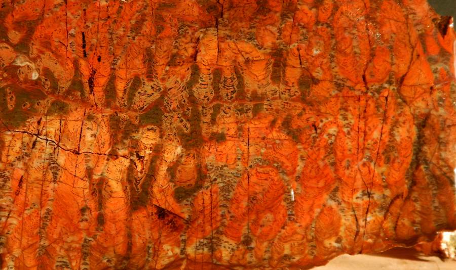 Estromatolito fósil piedra jaspe antigua